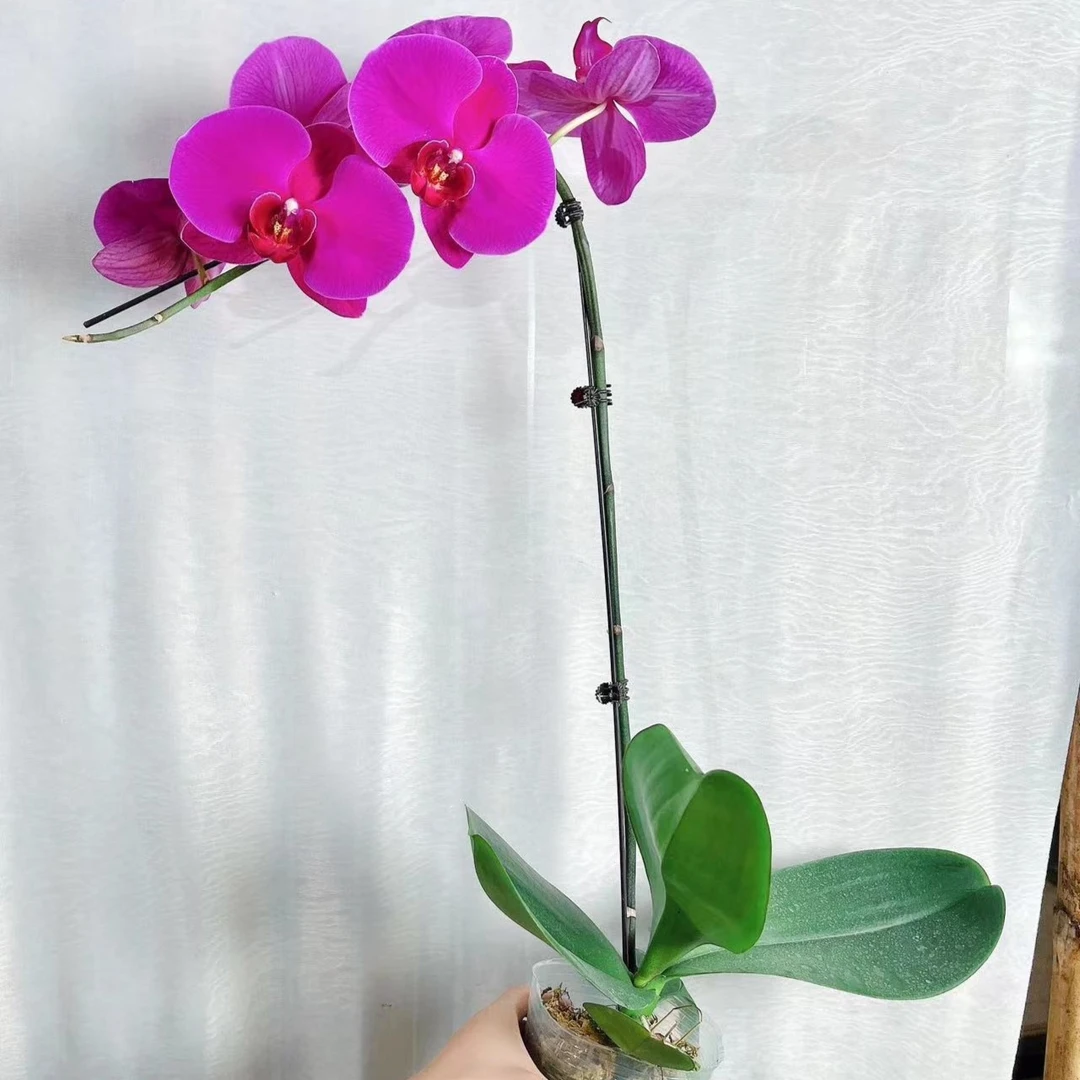 悠花里蝴蝶兰大辣椒花后苗无花发货春季夏季冬季