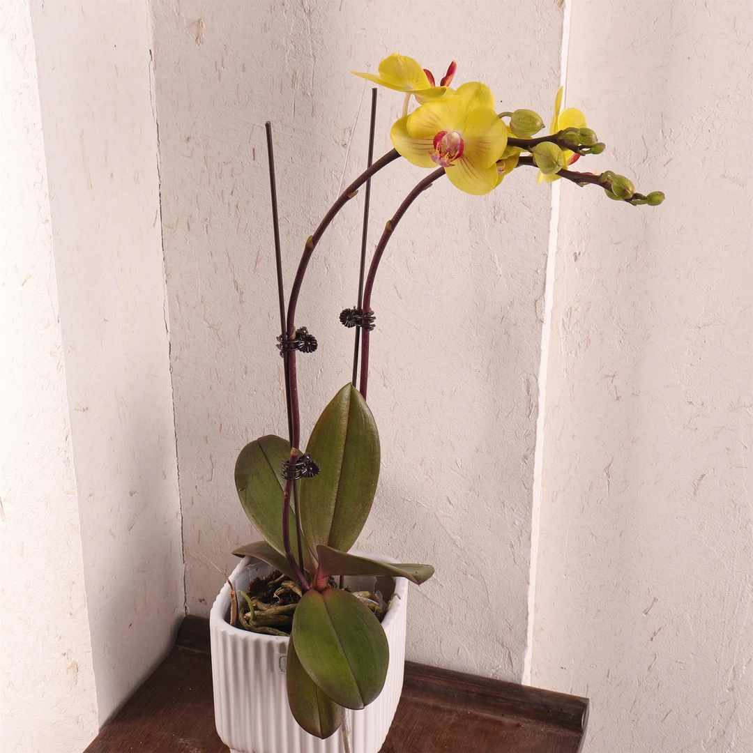 悠花里蝴蝶兰【金公主带花带少量花苞】开花株发货