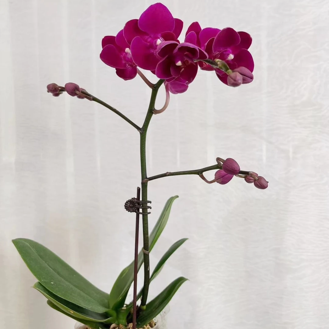 悠花里蝴蝶兰开花株随机发