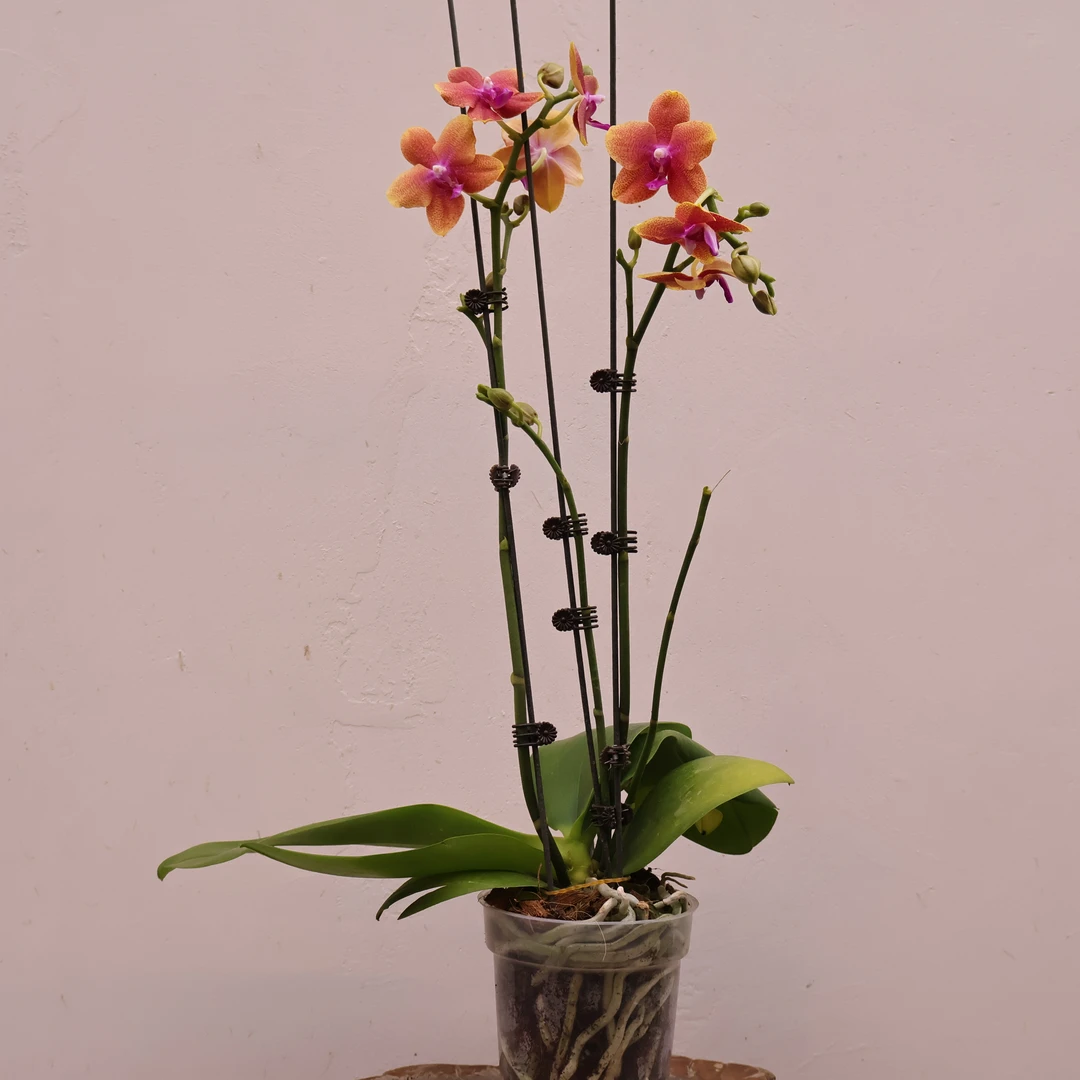 悠花里【安祖元杯（香恋博格利双梗）】带花带花苞发货