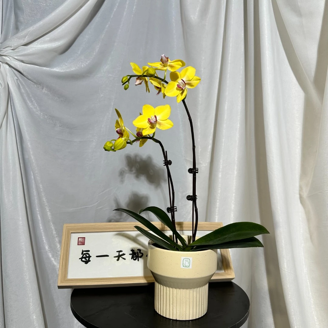 悠花里蝴蝶兰（秋风3.0双梗带花带少量花苞）室内高档花浪漫七夕礼