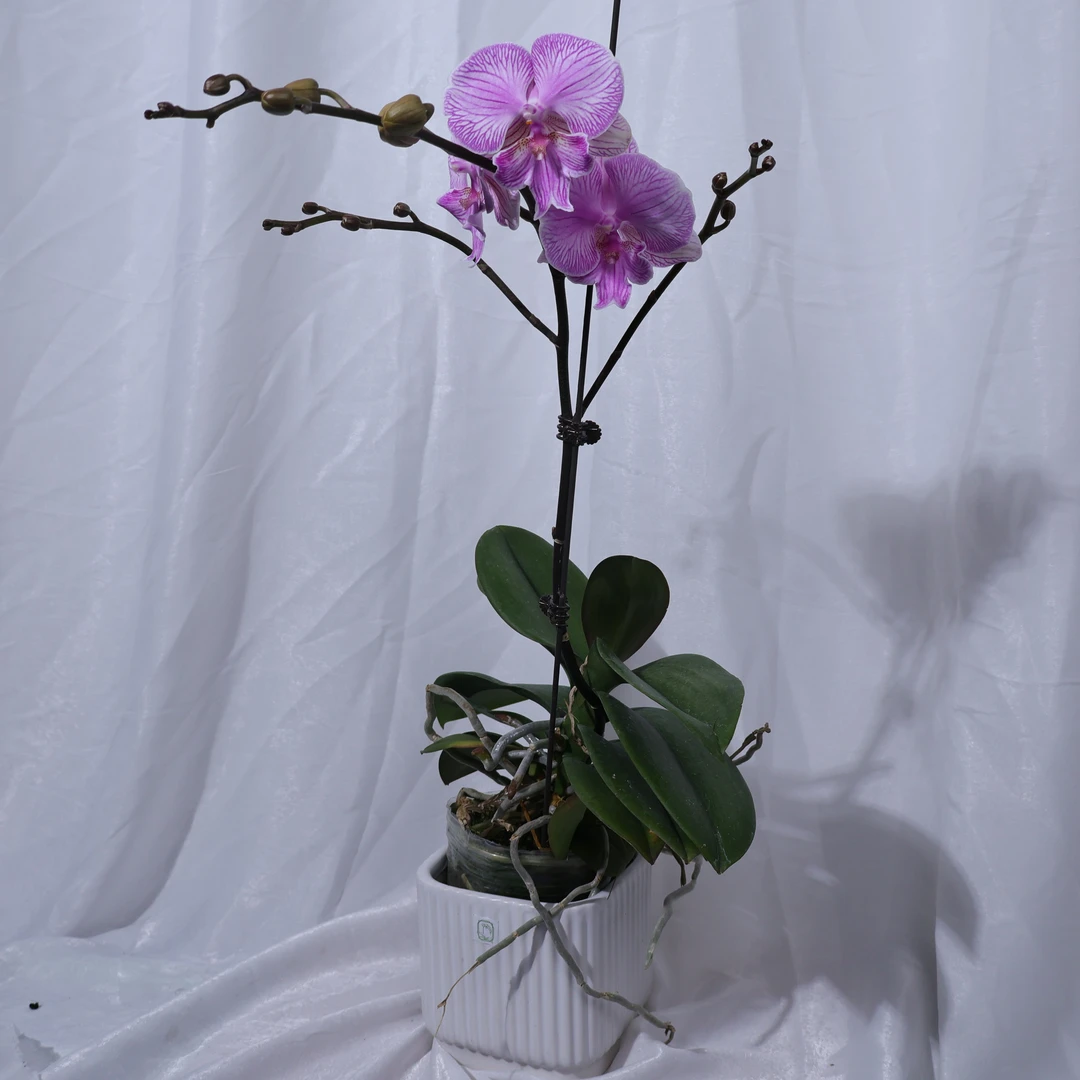 悠花里【安祖元杯（朗布隆）】带花带花苞发货