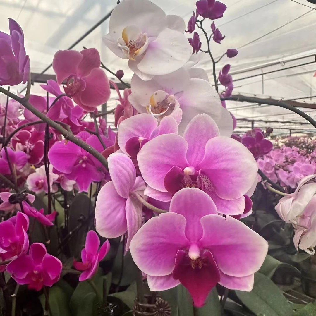 悠花里蝴蝶兰（不分品种A2带花发货两颗）室内高档花浪漫七夕礼