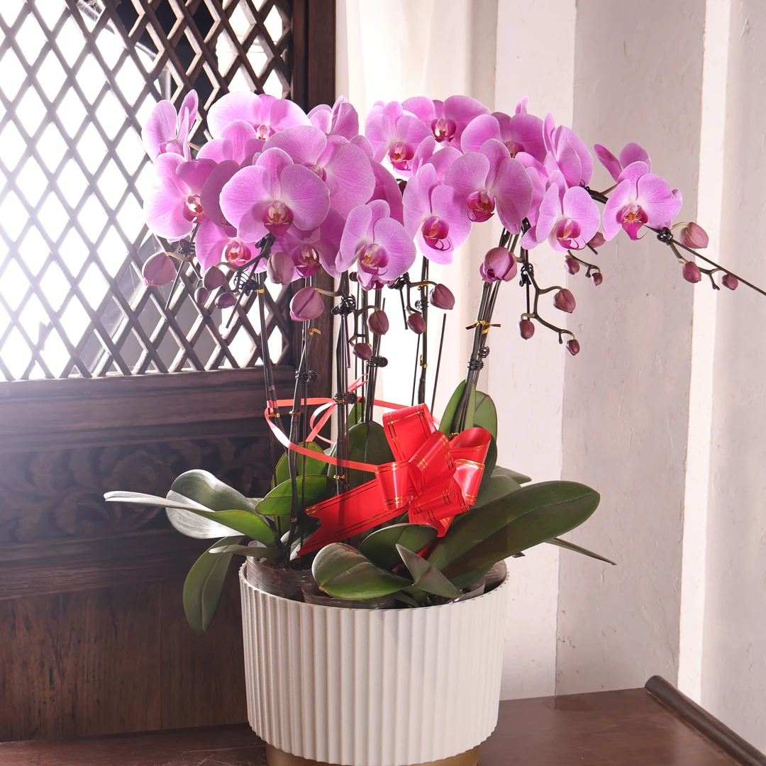悠花里蝴蝶兰【粉冠军八个花剑组盆】发货