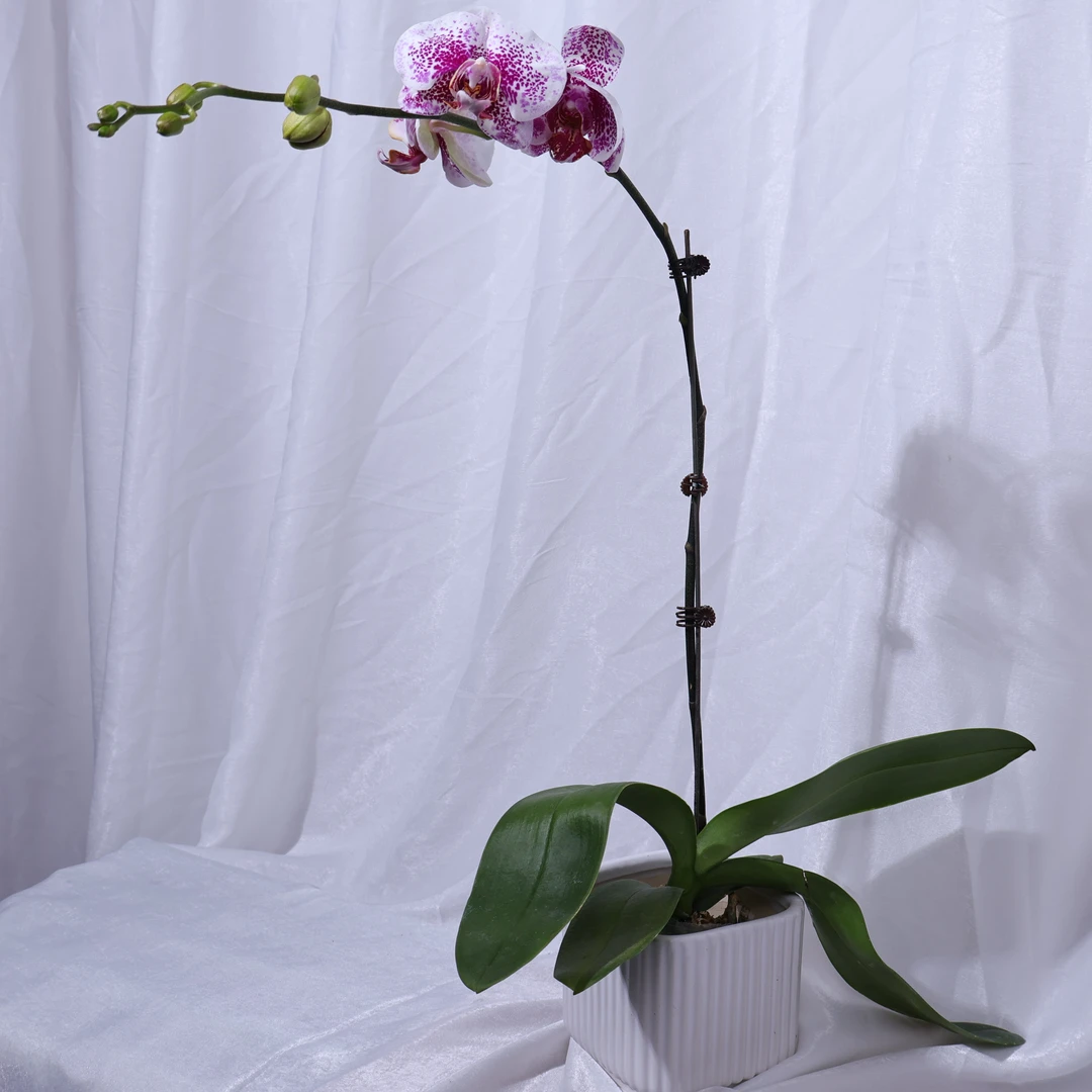 悠花里【枫叶带花带花苞发货】