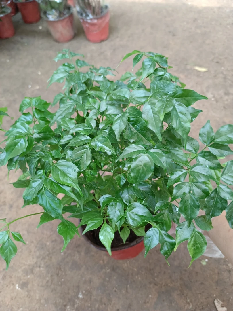 幸福树 一盆3到4颗25厘米高左右