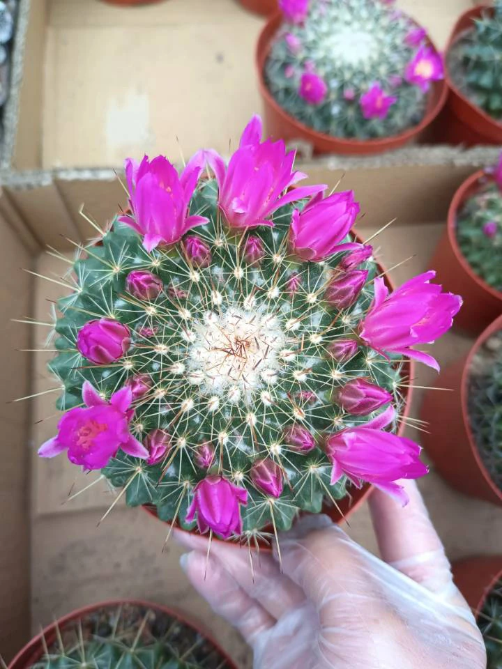 仙人球 紫光殿球径8厘米左右