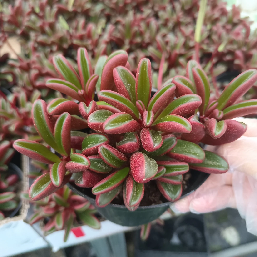 绿植 红背椒草 10厘米高左右