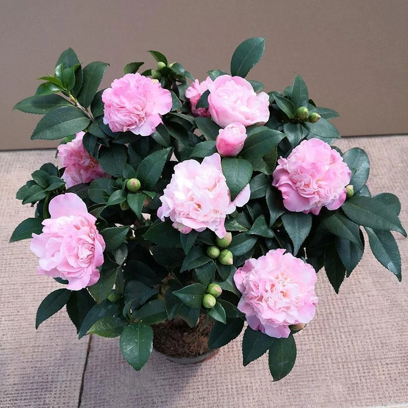 香妃茶花 30厘米高左右