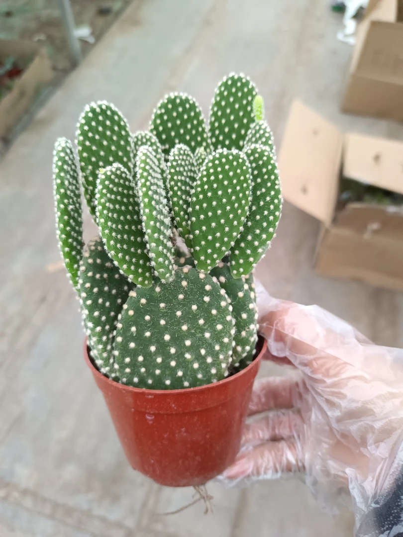 白毛掌一盆多颗10到15厘米高左右