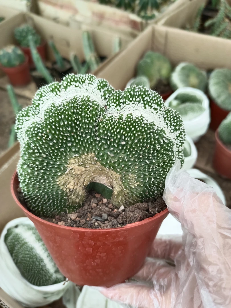 仙人球 松露玉缀化