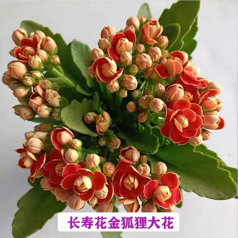 金狐狸长寿花  20厘米高左右