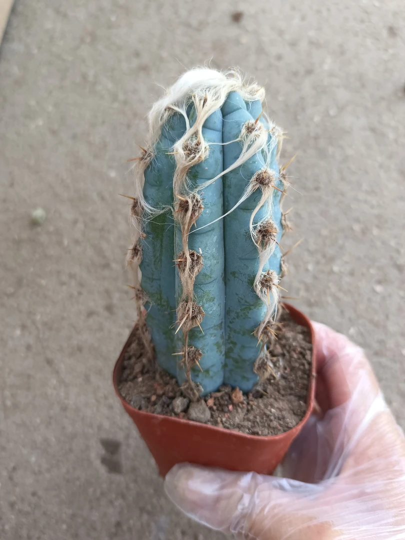 仙人柱 长毛蓝柱 10厘米高左右