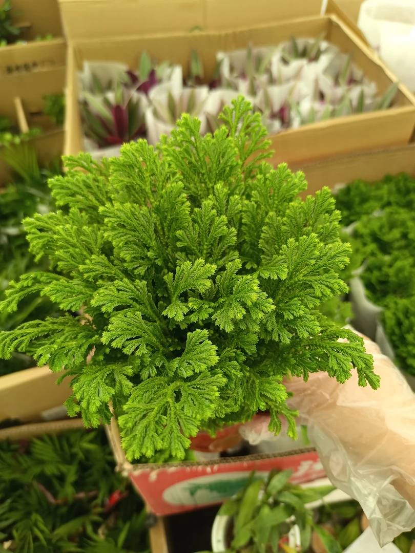 卷柏 15厘米高左右