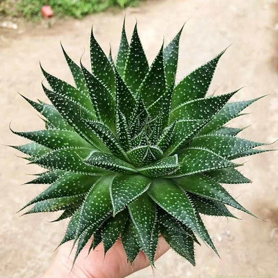 波露多肉植物雪花芦荟室内办公室电脑桌面防辐射绿植盆栽