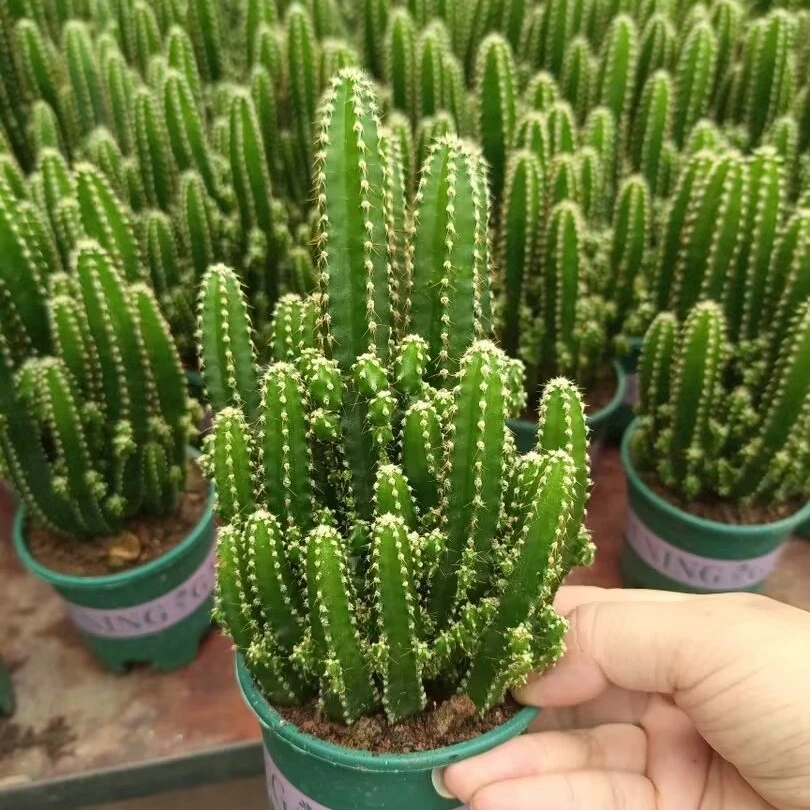 万重山多肉绿植吸甲醛大全办公室盆栽植物高档招财千手观音仙人掌