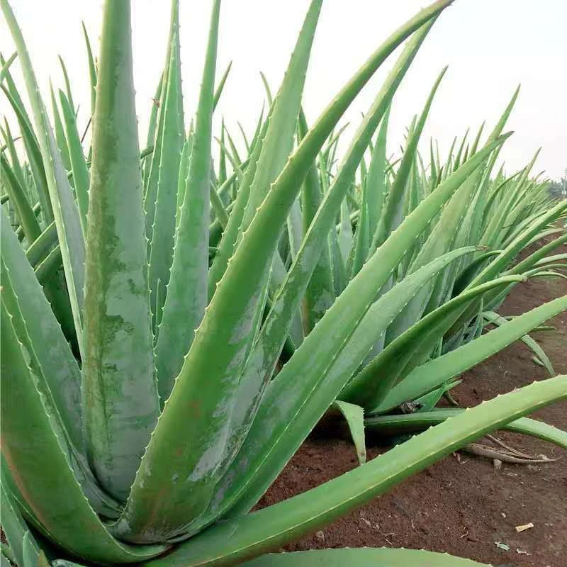 美容院库拉索芦荟苗盆栽多肉植物美容灌肤补水食用室内外花卉绿植
