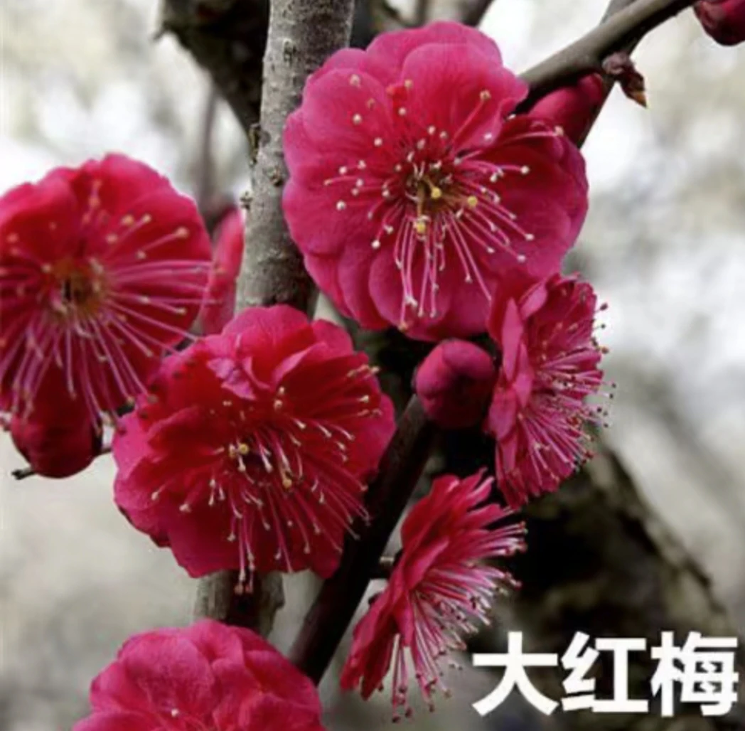 骨里红红梅  30厘米高左右
