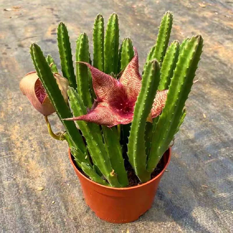 大花角 无刺仙人球开花美观办公室家居盆栽多肉植物防辐射 15厘米