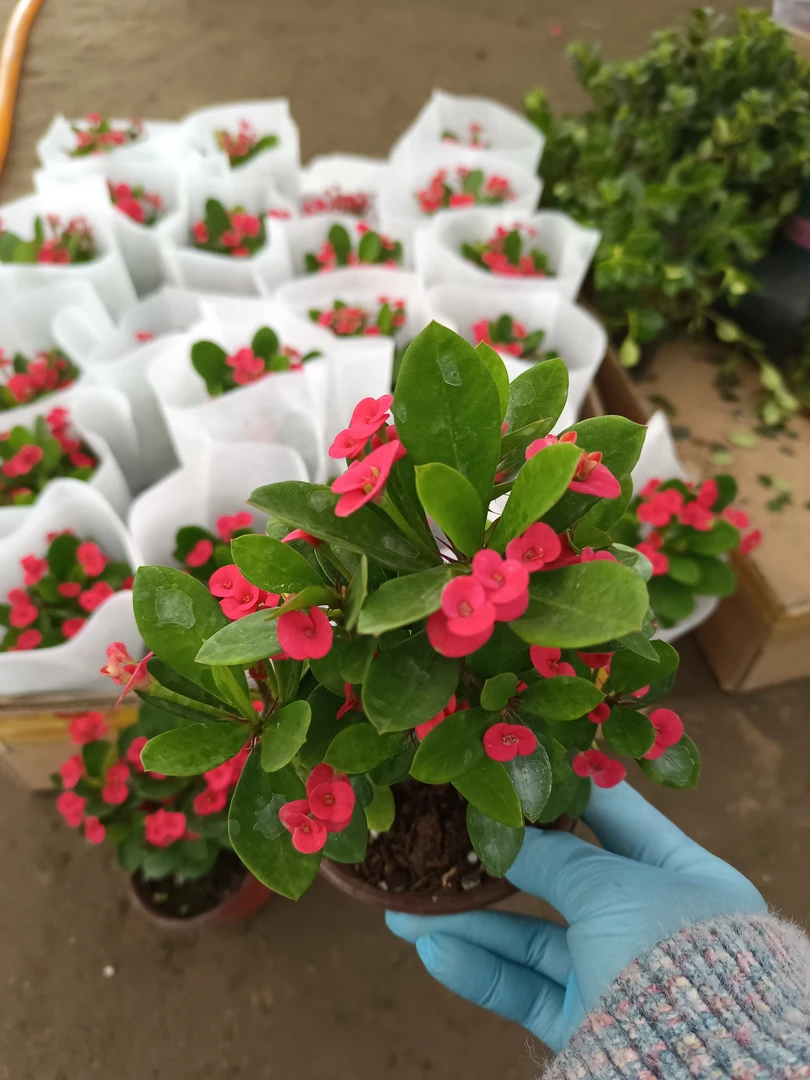 小花虎刺梅 15厘米高左右