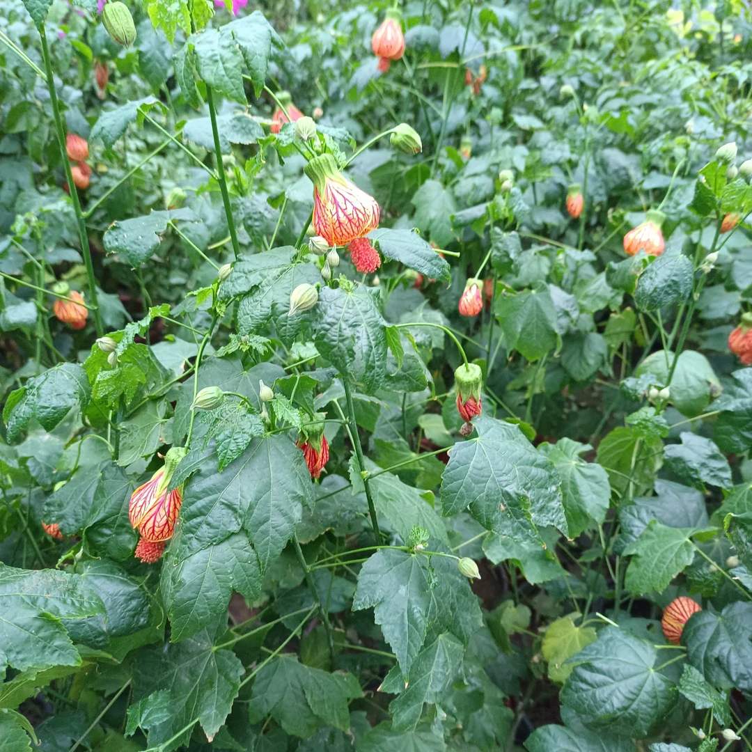 纹瓣悬铃花灯笼花风铃花金铃花耐热抗寒好养 50厘米高