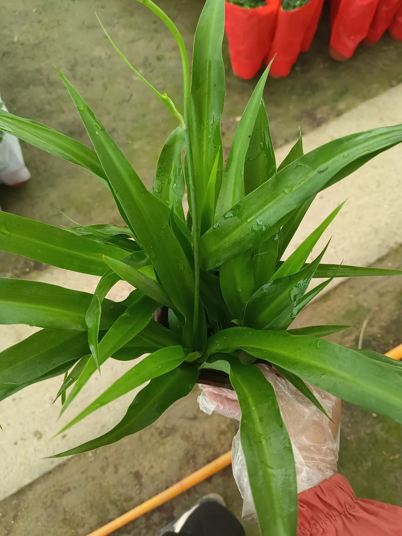 青叶吊兰 25厘米高左右