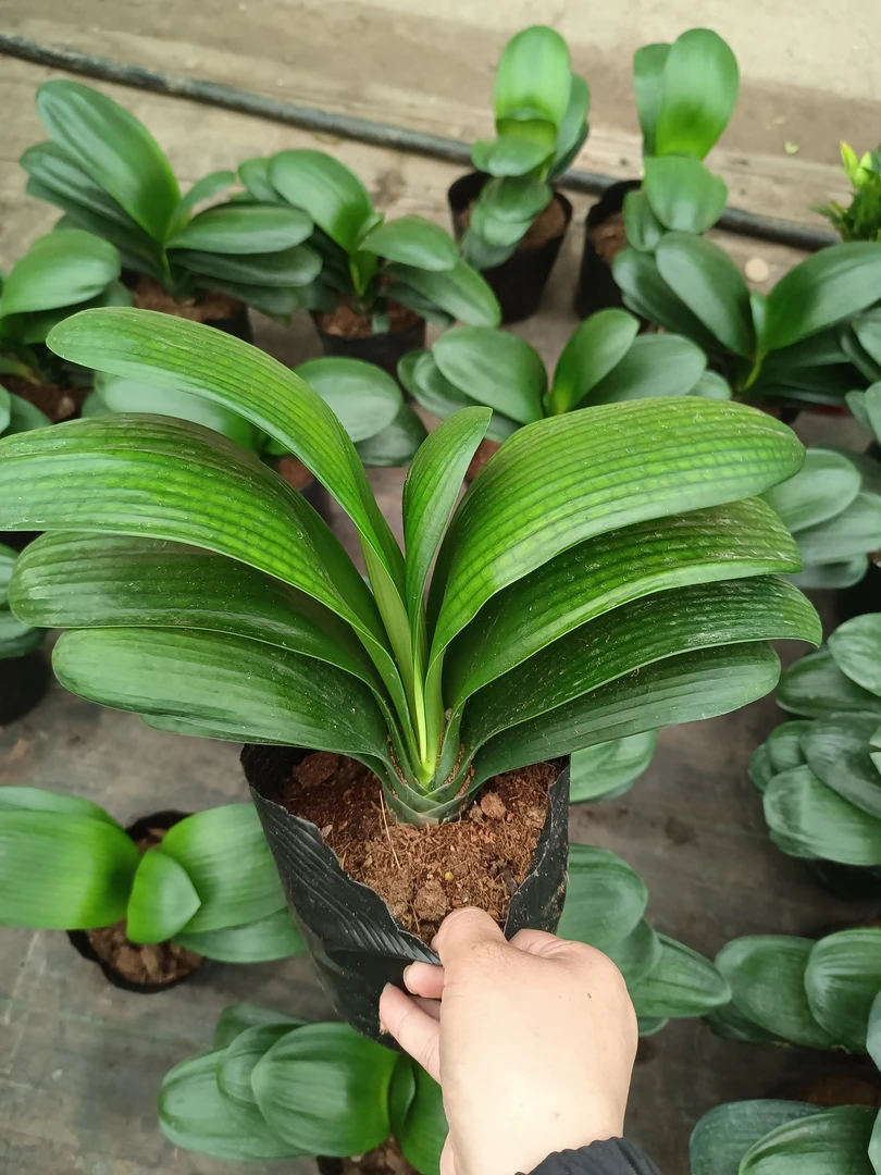 君子兰 20到25厘米高左右