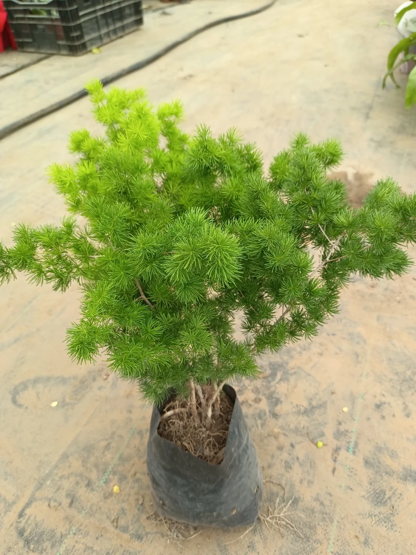 蓬莱松 20到30厘米高左右