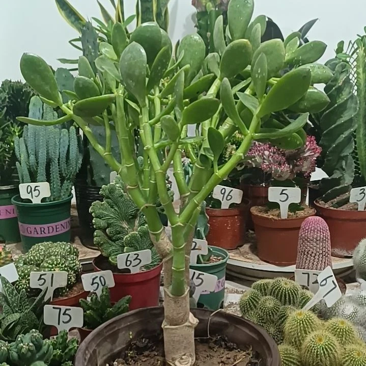 玉树          25元