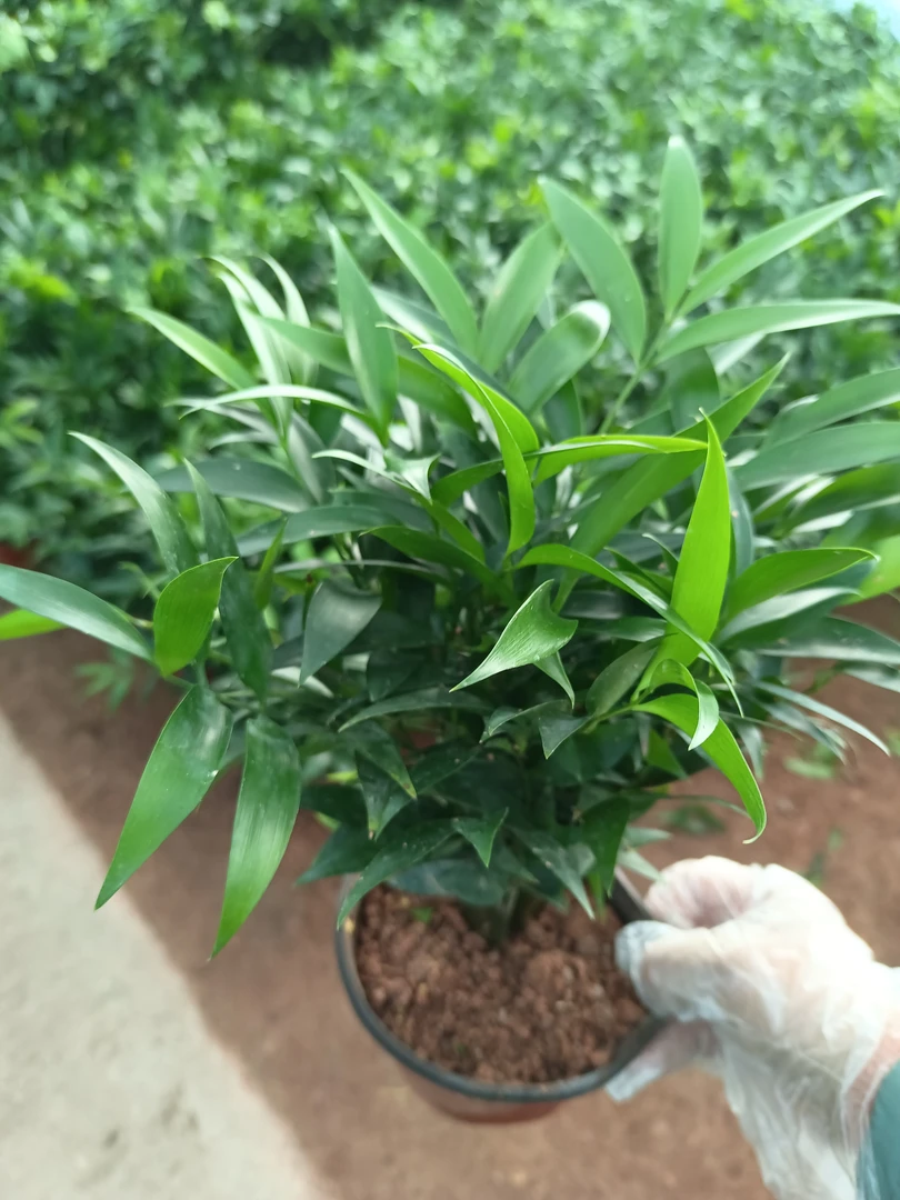 竹柏 一盆8颗25厘米高左右