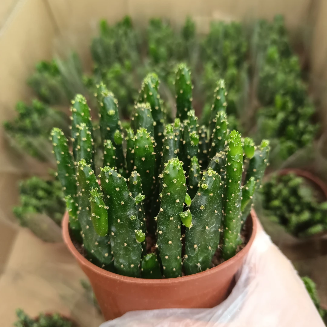 招财手 5厘米高左右