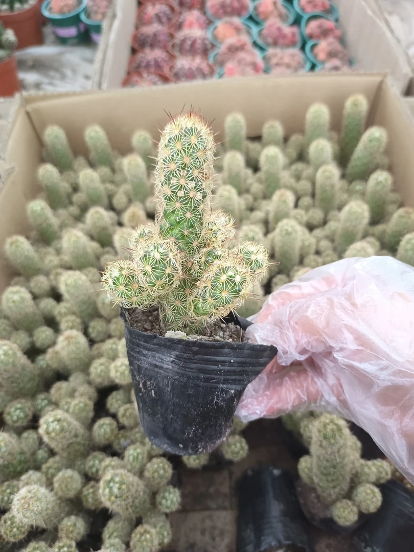 多肉植物 银手指 5到10厘米高左右