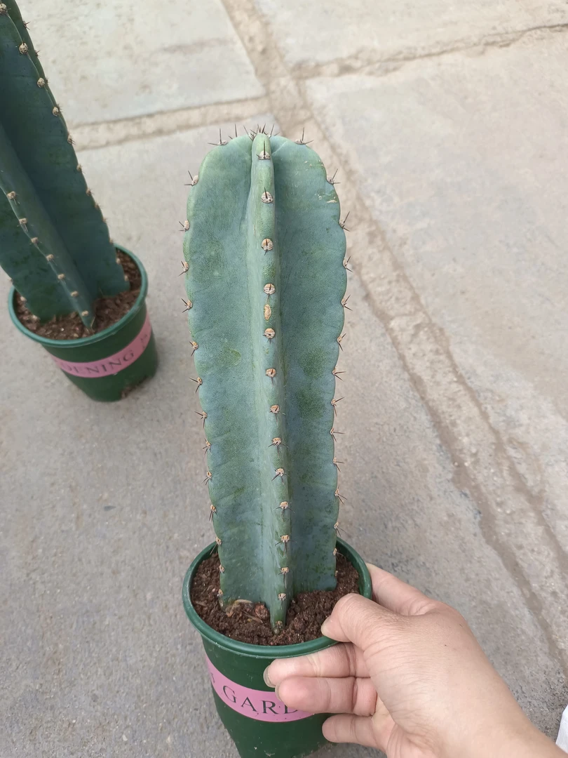 量天尺好养活仙人柱北欧风露养好养活沙漠庭院植物仙人大型长条