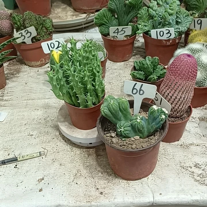 紫云罗汉      30元