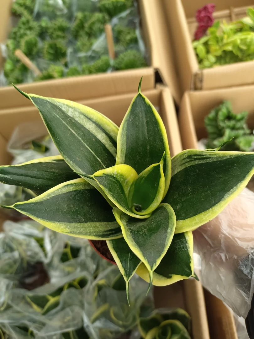 虎皮兰荷花兰 10厘米高左右