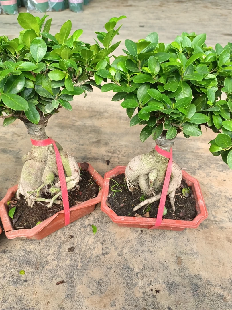 榕树 25到30厘米高左右