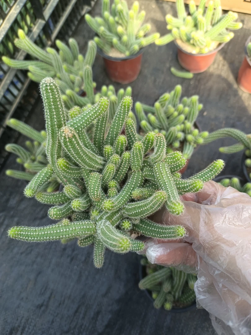 绿植花卉 白檀 盆栽