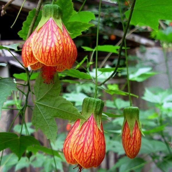 阳台花园垂吊花卉木本灯笼风铃花纹瓣悬铃金铃花盆栽倒挂金钟花苗