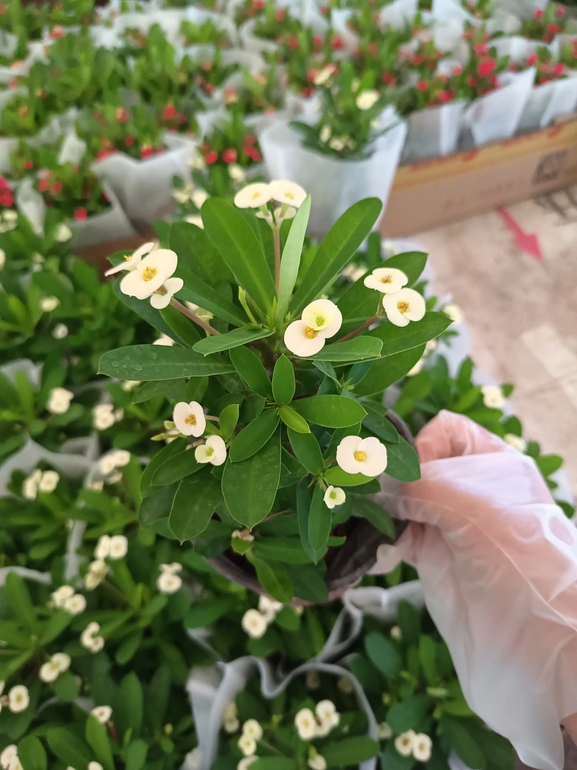 小花虎刺梅白色 10到15厘米高左右