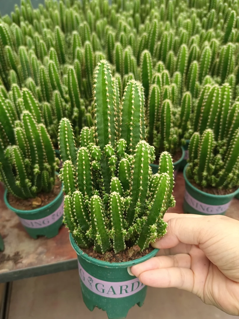 绿植花卉万重山