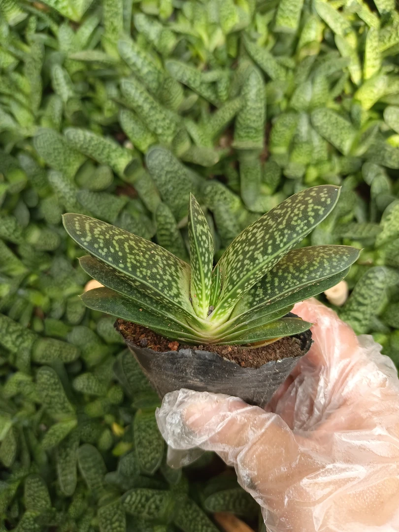 多肉植物 子宝两颗9.9元