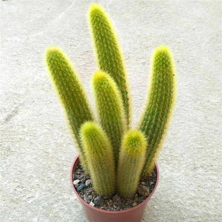 黄金条仙人柱黄金柱仙人球仙人掌黄金纽多肉植物盆栽新手好养肉肉