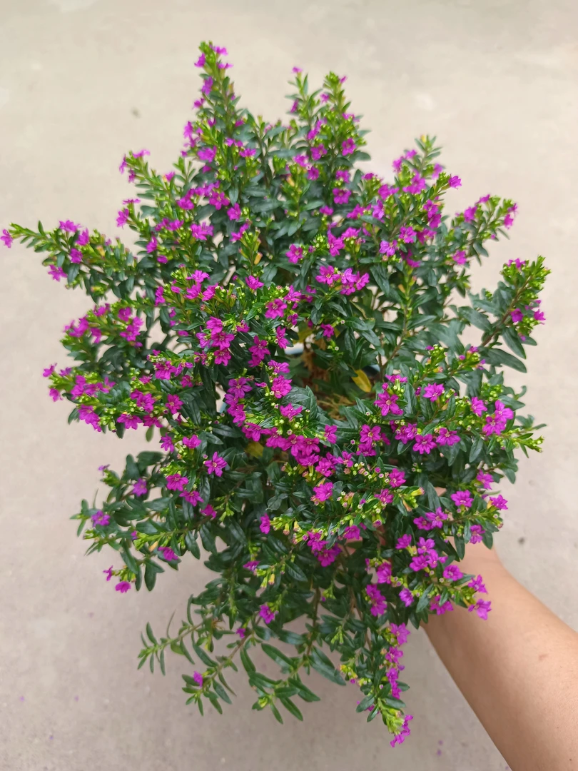 满天星独杆 30厘米高左右