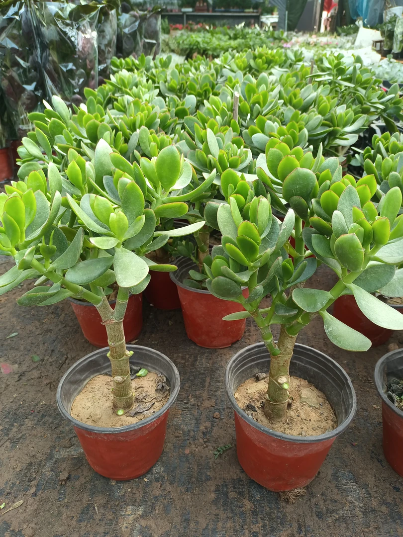 玉树 30厘米高左右