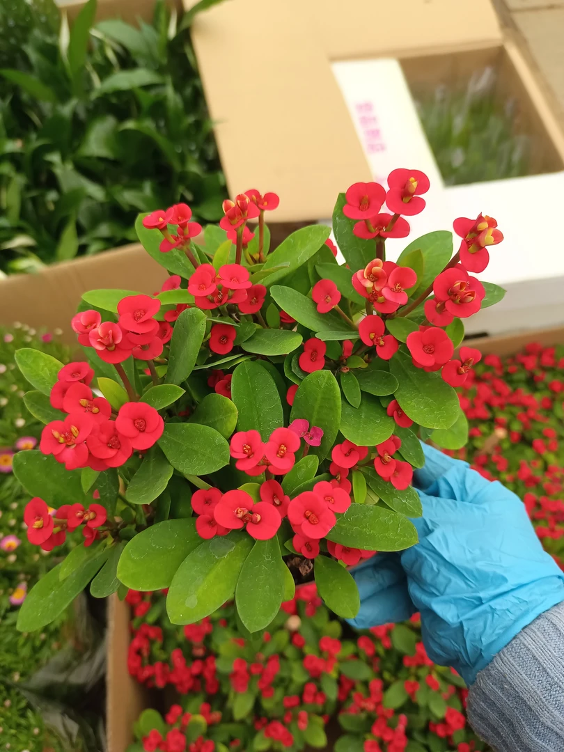 小花虎刺梅 15厘米高左右