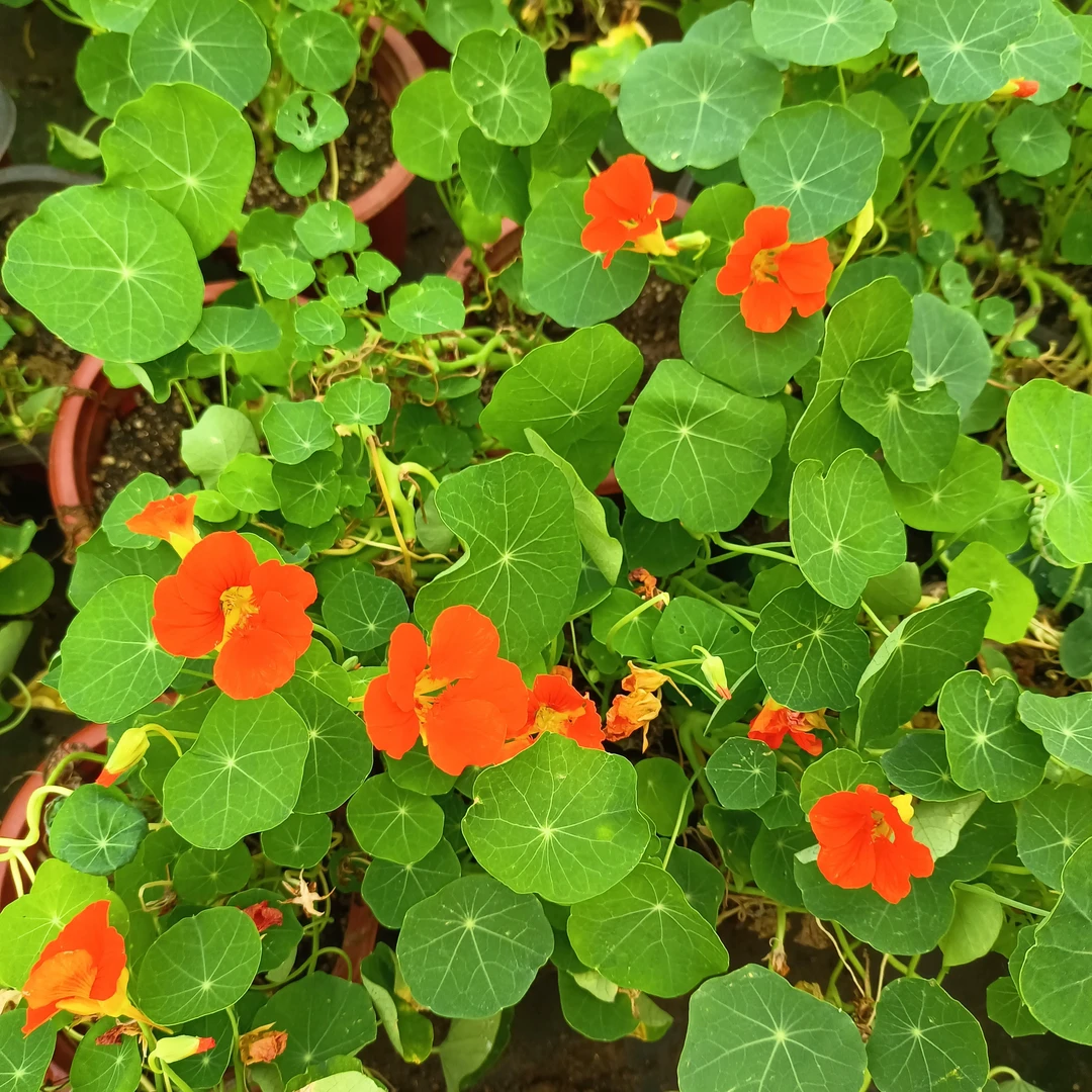 旱金莲盆栽 一颗高度20到25厘米高左右