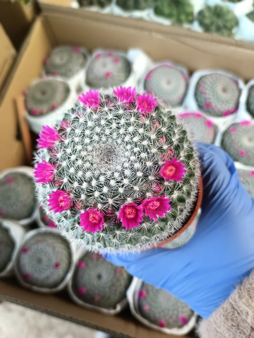 玉翁 直径6厘米左右