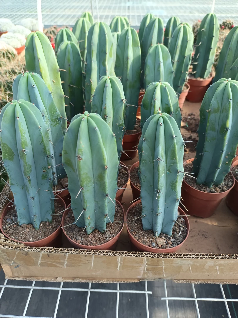 仙人柱 龙神木 15到20厘米高左右