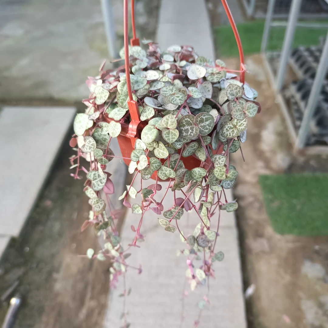 绿植 爱之蔓 15厘米长左右