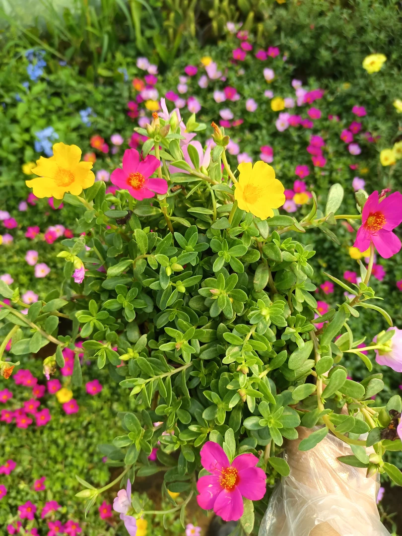 马齿笕太阳花宿根花卉大花单瓣花期超长阳台庭院绿化耐热好养活